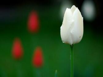 White Tulip Wallpaper HD In Flowers Imageci
