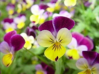 Flower Wallpaper For Computer Desktop HD