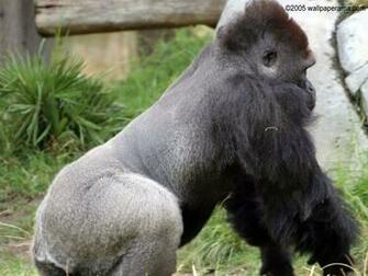 Silver Back Gorilla Wallpaper Mountain