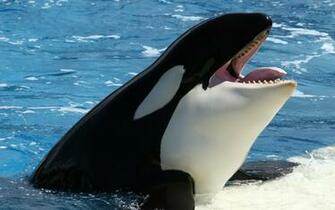 Orca Computer Wallpaper Desktop Background Id