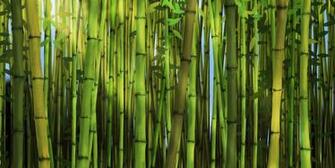 Bamboo Forest Wall Mural Photo Wallpaper Photowall