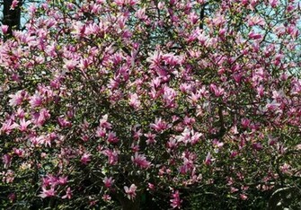 Magnolia Wallpaper