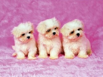 Wallpaper Puppy Background HD Background Desktop