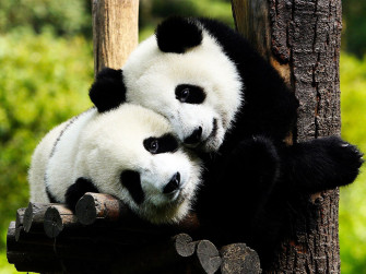 Panda Wallpaper