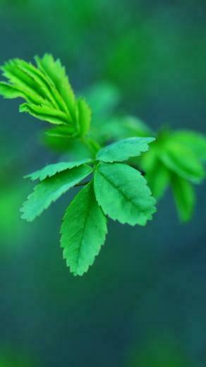 Green Spring Leaves iPhone 5s Wallpaper