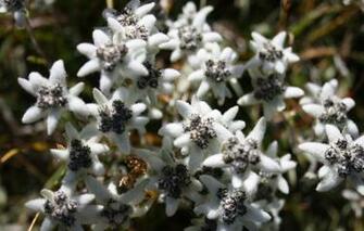 Wallpaper Autumn Nature Altay Edelweiss Image For Desktop