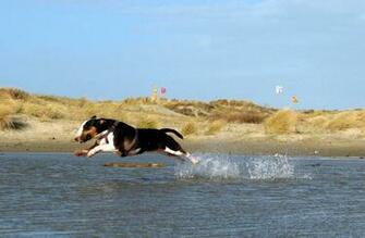 Bull Terrier Wallpaper Pictures Breed Information
