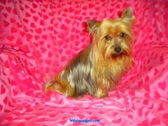 Pictures Animal Yorkshire Terrier Puppy Wallpaper Get