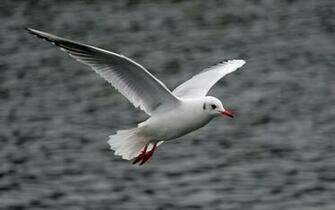 Zoo Park Birds Flying Wallpaper For Desktop Animals