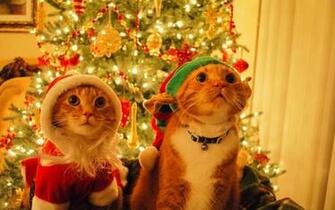 Pics Photos Cats Christmas Cat Wallpaper