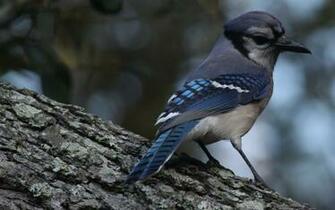 Blue Jays Toronto Jay Bird Flying