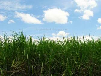 Sugarcane Wallpaper