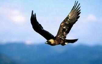 Eagle Flying Wallpaper