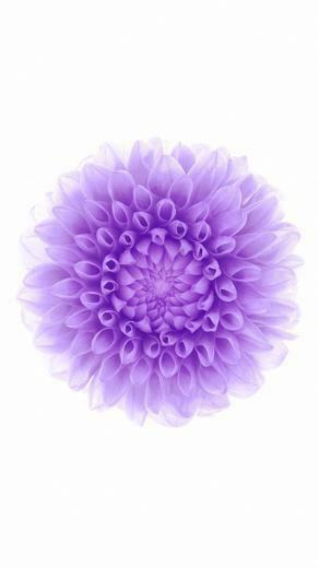 Abstract Purple Blossom Wallpaper For Mobile Phone