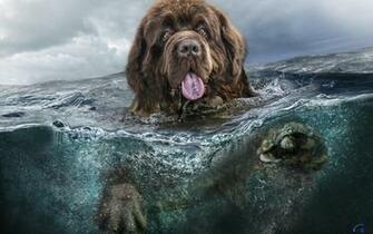 Wallpaper Newfoundland Swims X Widescreen Desktop