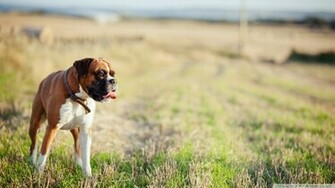Boxer Dog Wallpaper