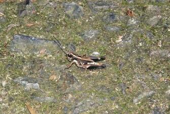 Hong Kong Grasshopper Wallpaper Hiking