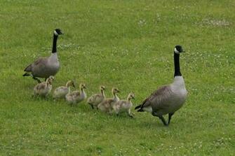 With Canadian Goose Cool Image Wallpaper Nice Geese