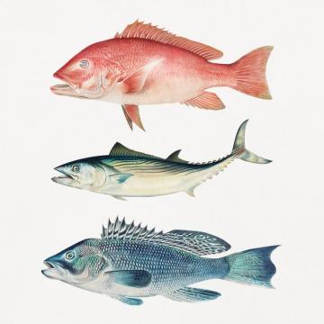 Snapper Fish Image Photos Png Stickers Wallpaper