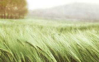 Fields Corn Meadow Wallpaper High Quality