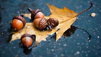 Acorn HD Background Wallpaper