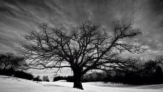 Oak Tree Wallpaper