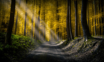 Forests Roads Rays Of Light 5k Wallpaper HD Nature 4k