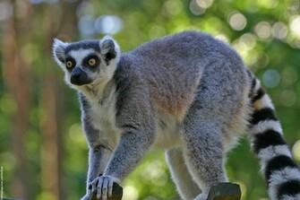 Animal Lemur Wallpaper