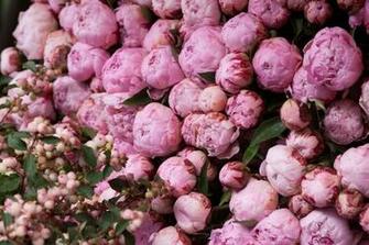 Pink Peony Wallpaper
