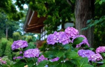 Wallpaper Japan Hydrangea In The Garden Drops Image For
