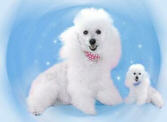 Poodle Wallpaper Desktop