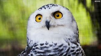 Owl Wallpaper Photo Desktop