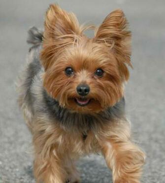 Yorkie Yorkshire Terriers Yorkies Wallpaper