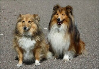 Wallpaper Shelties Langharige Honden