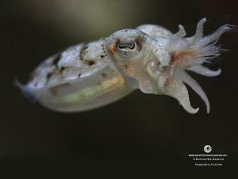 Flamboyant Cuttlefish Wallpaper