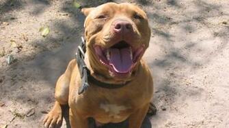 American Pitbull Wallpaper