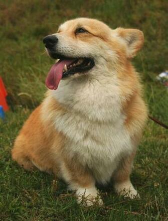 Welsh Corgi Pembroke Dog Photo And Wallpaper Beautiful