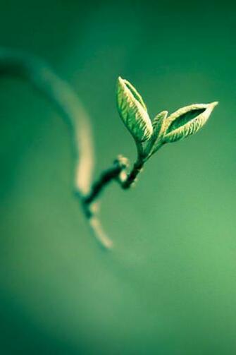 Spring Time iPhone Wallpaper HD