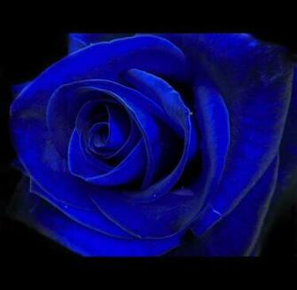 Blue Velvet Wallpaper