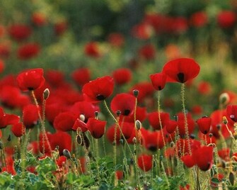 Desktop Wallpaper S Flowers Huge Collection Of Amazing