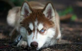 Husky Dog HD Wallpaper Full And Widescreen
