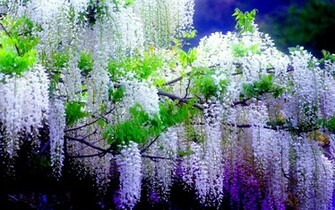Wisteria Flower Wallpaper Wallpaper9