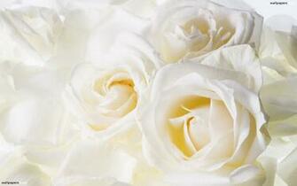 Beautiful White Roses HD Wallpaper Bwalles Gallery