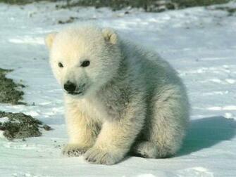 Baby Bear Sweety Babies Wallpaper