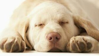 Category Animals HD Wallpaper Subcategory Dogs