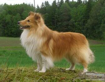 Shetland Sheepdog Wallpaper
