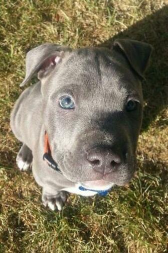 Baby Pitbull I