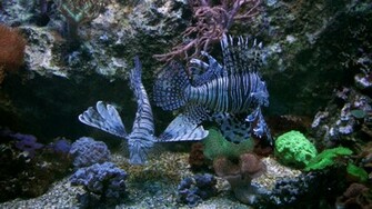 Aquatic Background By Alp Stock