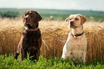 Hunting Chocolate Labrador Retriever Wallpaper