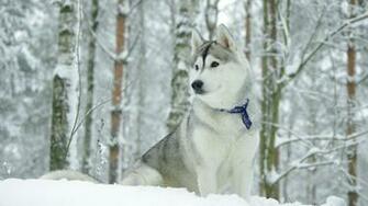 Beautiful Alaskan Malamute In The Snow Wallpaper And